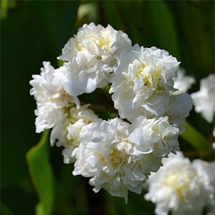 Sagittaire - Sagittaria sagittifolia Flore Pleno (Flowering)