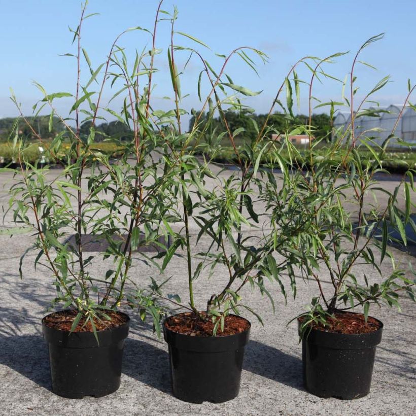 Saule - Salix acutifolia Blue Streak (Foliage)