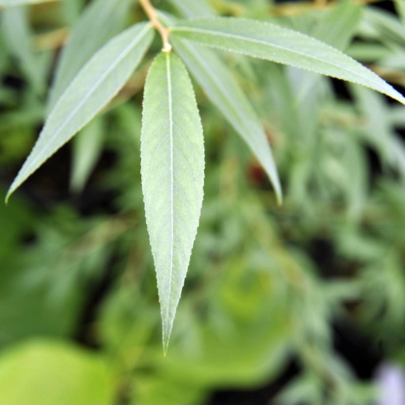 Salix alba Chermesina - Saule blanc - Osier rouge (Foliage)