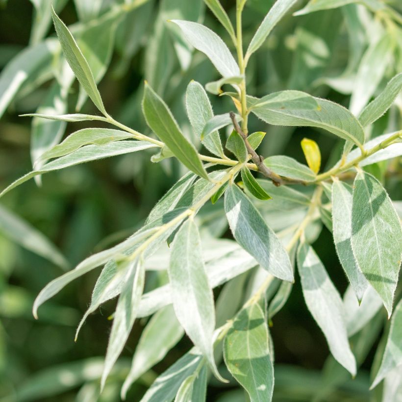 Salix alba Liempde - Saule blanc, argenté (Foliage)