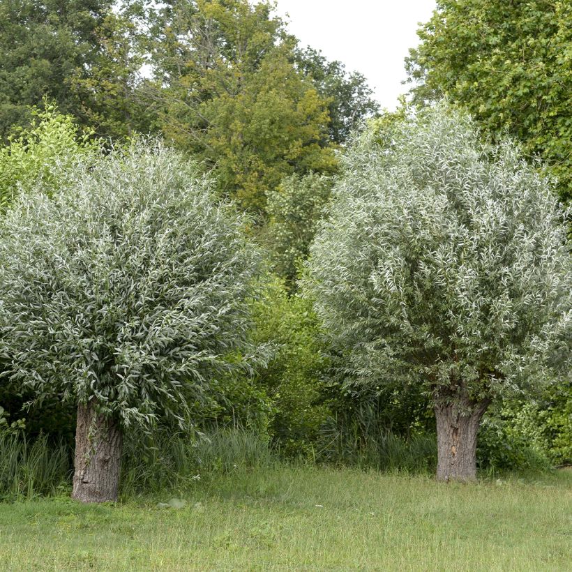 Salix alba Liempde - Saule blanc, argenté (Plant habit)