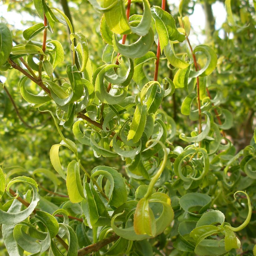 Saule marsault tortueux pleureur Curly Locks - Salix caprea (Foliage)