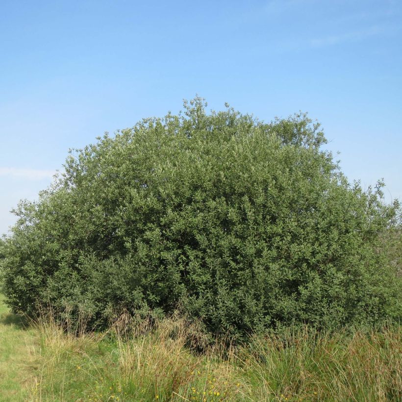 Salix cinerea - Saule cendré  (Plant habit)