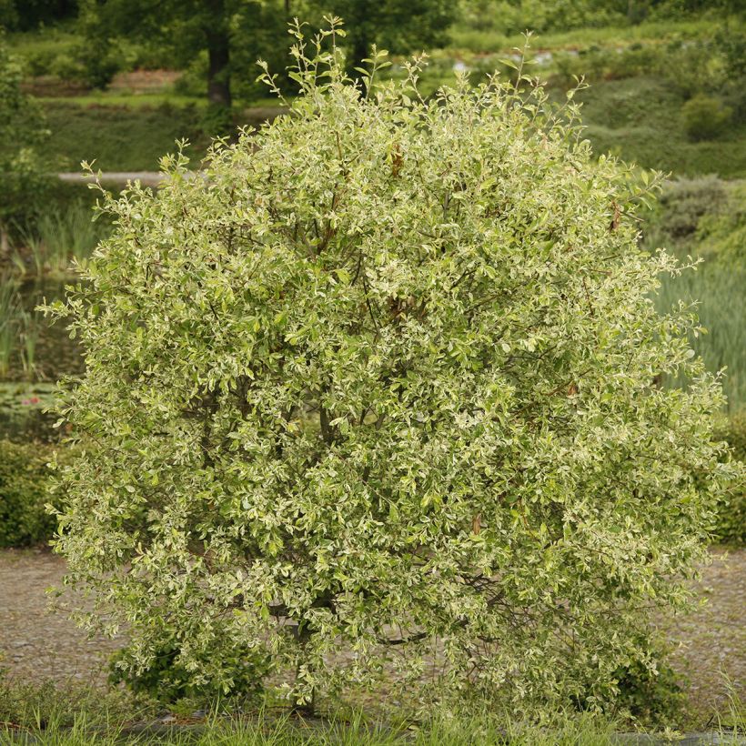 Salix cinerea Tricolor - Saule cendré (Plant habit)