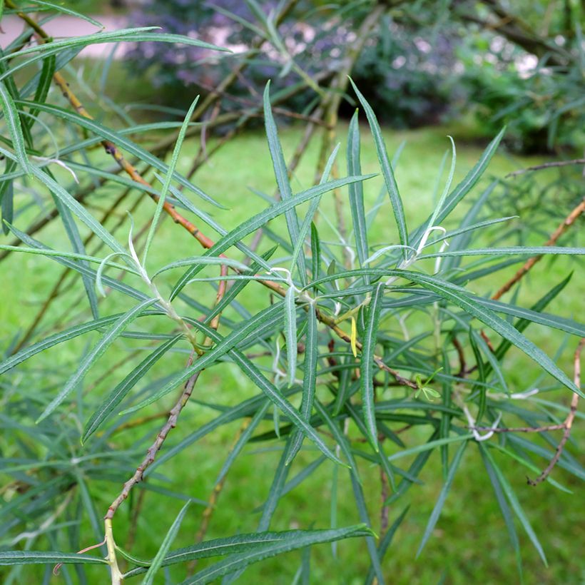 Salix eleagnos Angustifolia - Saule à feuilles d'argousier (Foliage)
