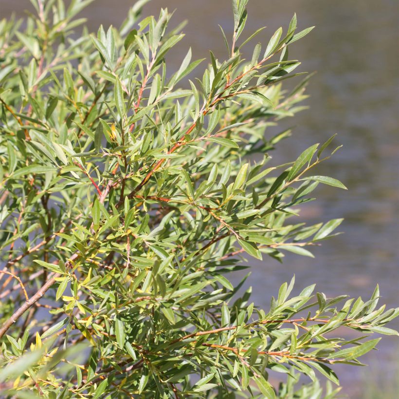 Salix exigua - Saule des coyotes (Foliage)