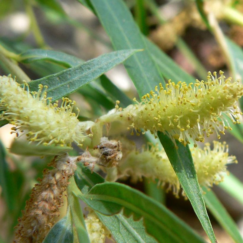 Salix exigua - Saule des coyotes (Flowering)