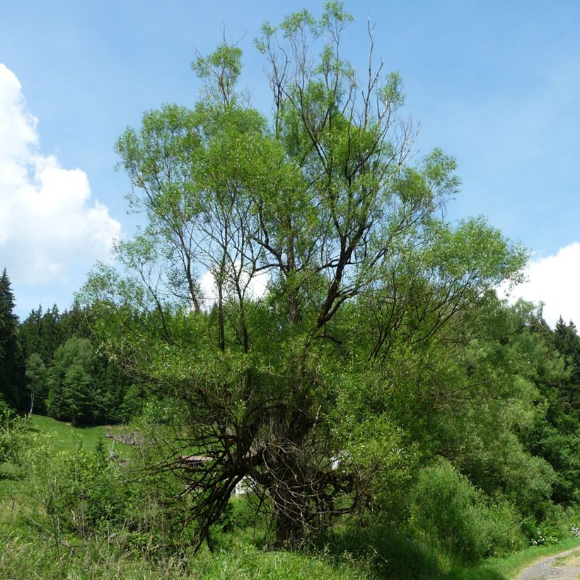 Salix fragilis - Saule fragile (Plant habit)