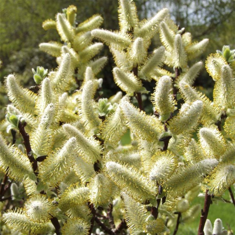 Salix hastata Wehrhahnii - Saule hasté (Flowering)