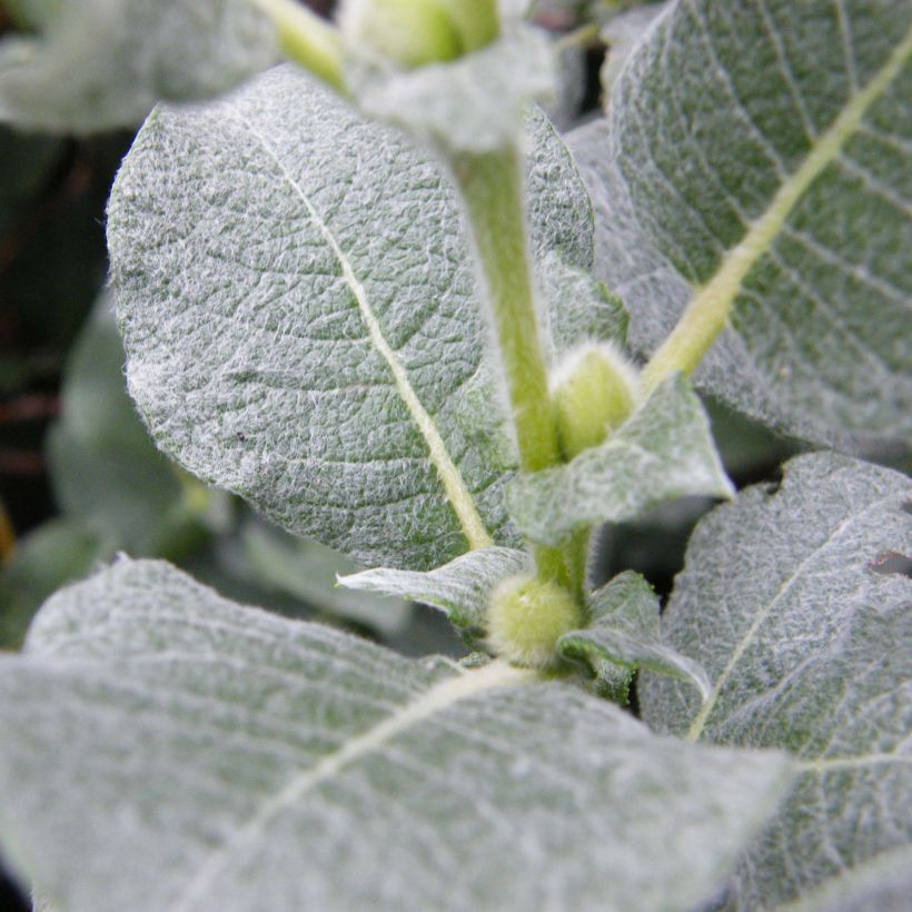 Salix lanata - Saule laineux (Foliage)