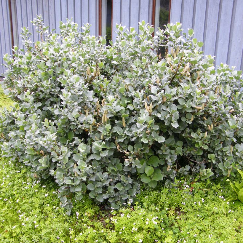 Salix lanata - Saule laineux (Plant habit)