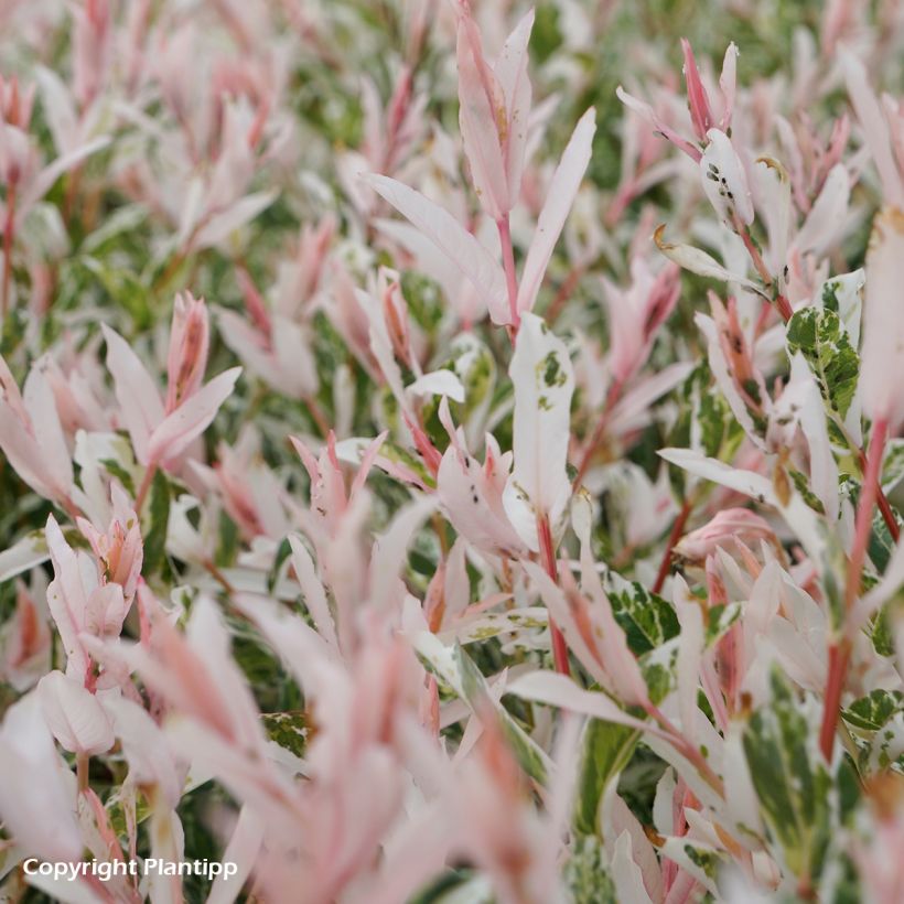 Saule crevette - Salix integra Flamingo (Foliage)