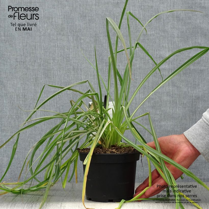 Example of Salsifis cultivé - Tragopogon porrifolius Pot de 1,5L/2L as you get in printemps