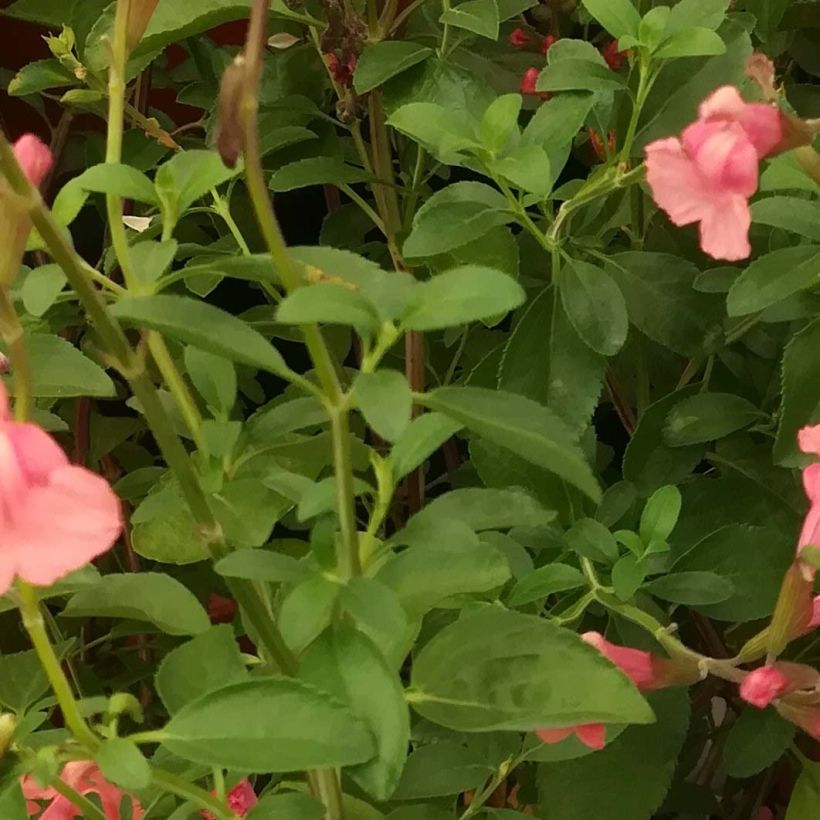 Salvia Papajan - sauge arbustive (Foliage)