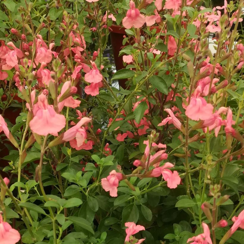 Salvia Papajan - sauge arbustive (Flowering)