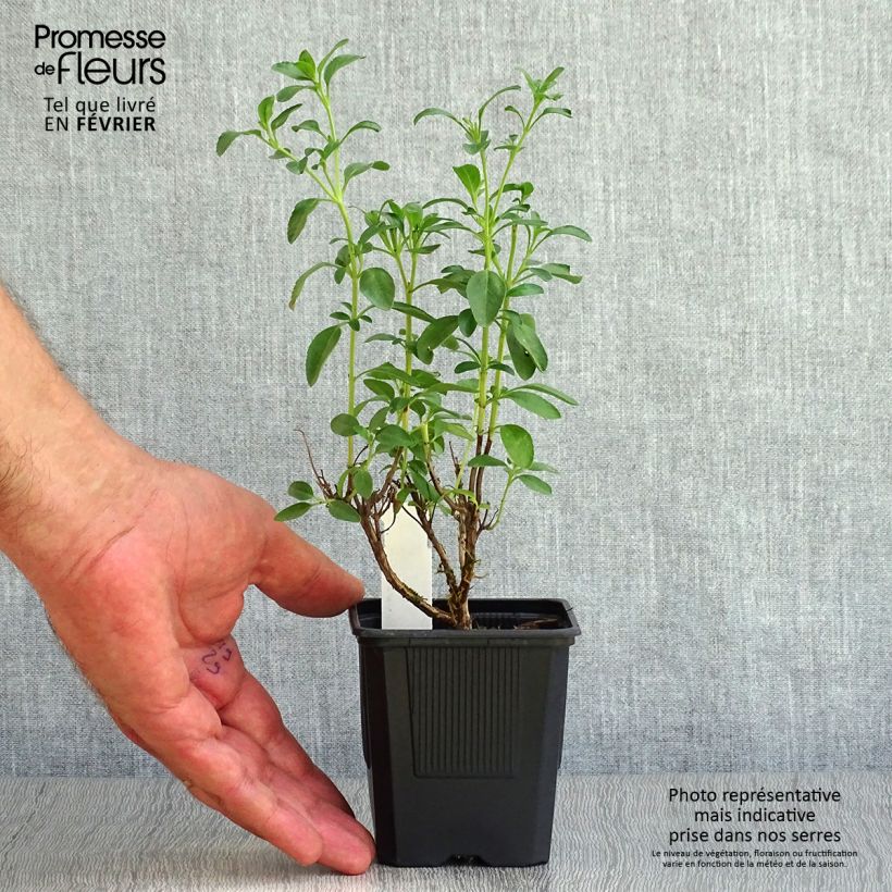 Example of Salvia Papajan - sauge arbustive Godet de 8/9 cm as you get in automne