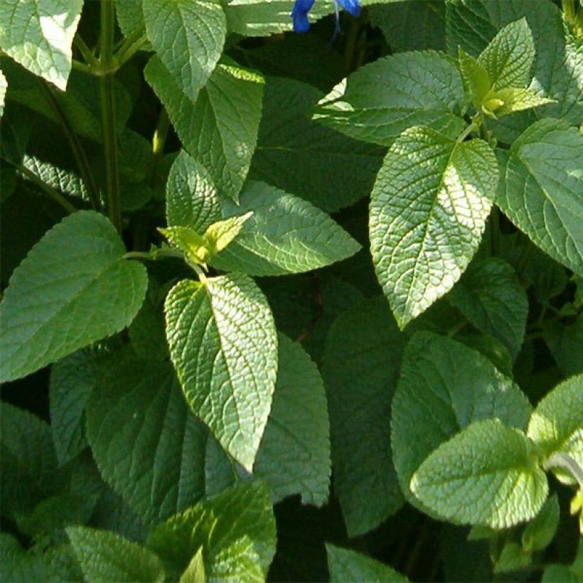 Sauge hybride Amistad violet - Salvia (x) guaranitica (Foliage)
