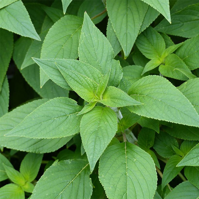 Sauge Ananas - Salvia elegans (Foliage)