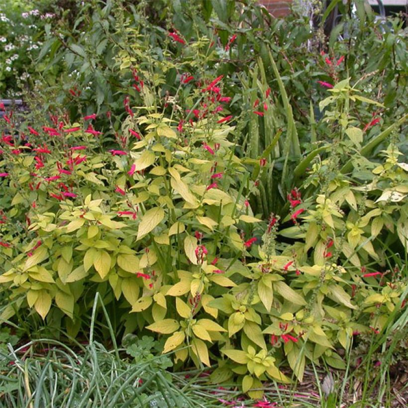 Sauge ananas Golden Delicious (Plant habit)