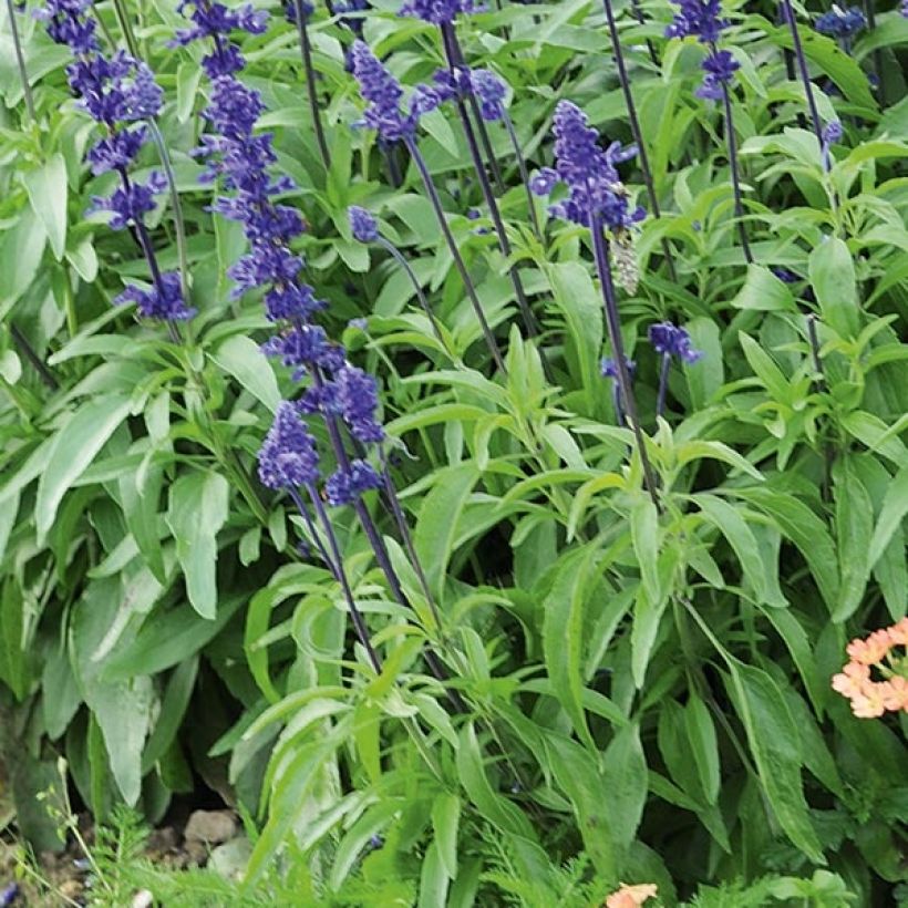 Sauge farineuse Saga bleue Mini-mottes (Foliage)