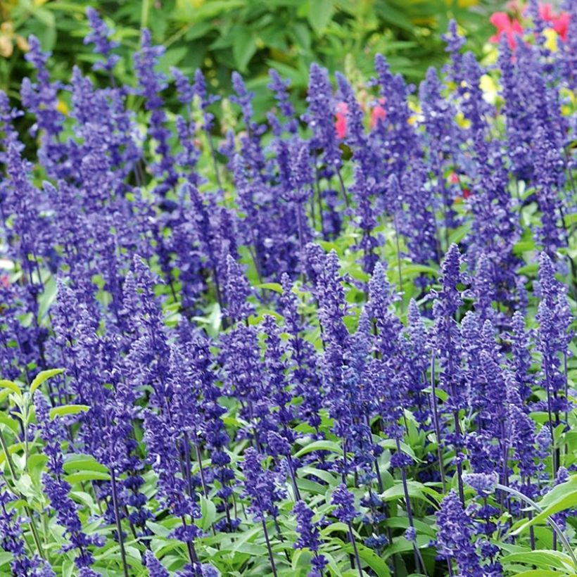Sauge farineuse Saga bleue Mini-mottes (Flowering)