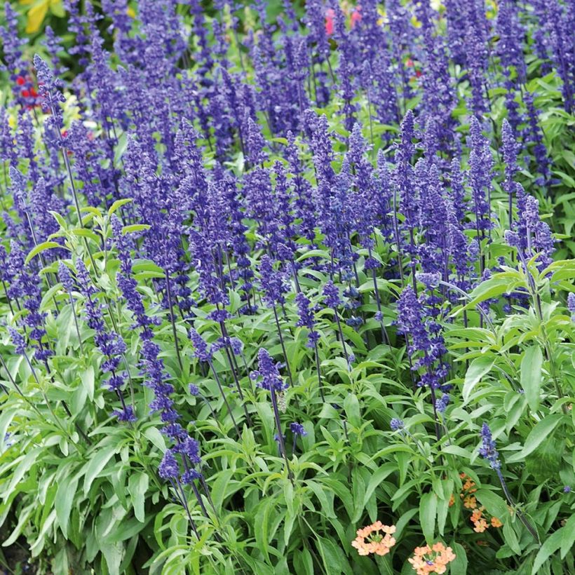 Sauge farineuse Saga bleue Mini-mottes (Plant habit)