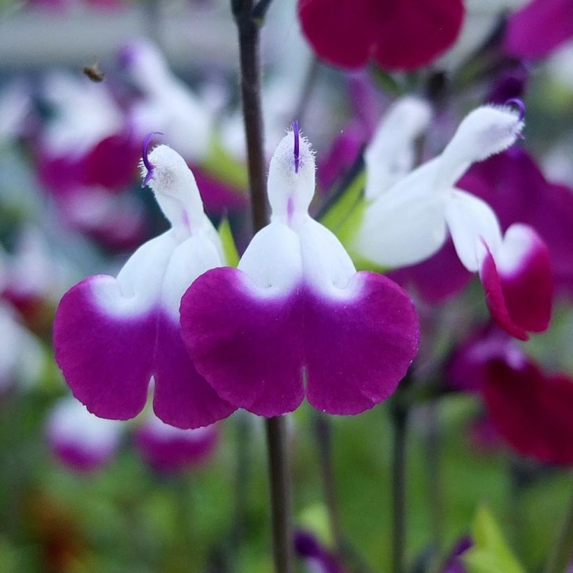 Sauge arbustive Amethyst Lips - Salvia greggii (Flowering)