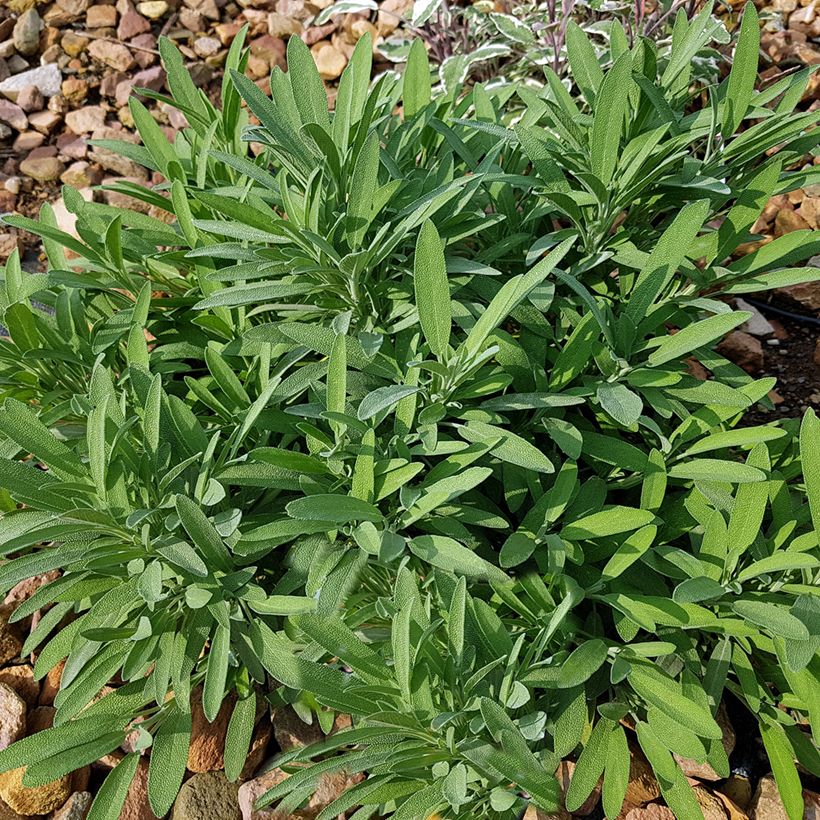 Salvia lavandulifolia - Sauge à feuilles de lavande (Plant habit)