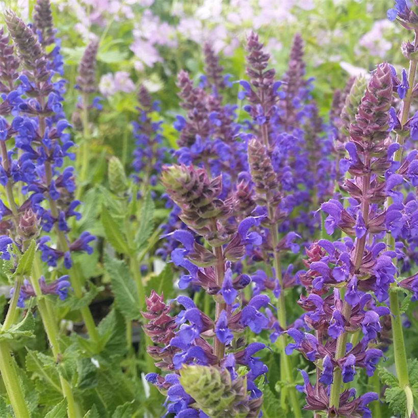 Salvia nemorosa April Night - Sauge des bois (Flowering)