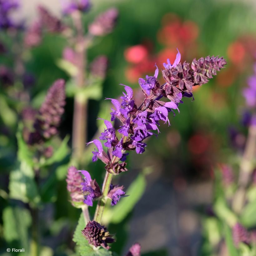 Salvia nemorosa Bazuin Dark Night - Sauge des bois (Flowering)