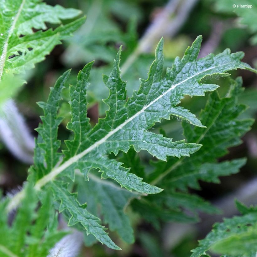 Salvia Feathers Peacock - Sauge hybride (Foliage)