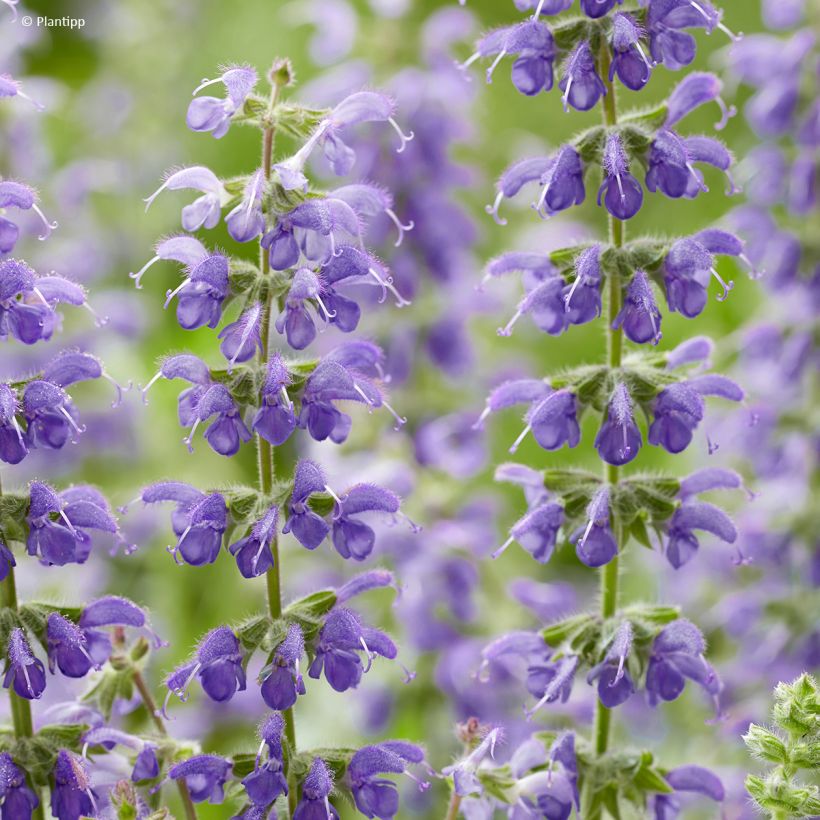 Salvia Feathers Peacock - Sauge hybride (Flowering)