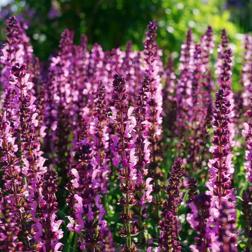Salvia nemorosa Lyrical Rose - Sauge des bois (Flowering)