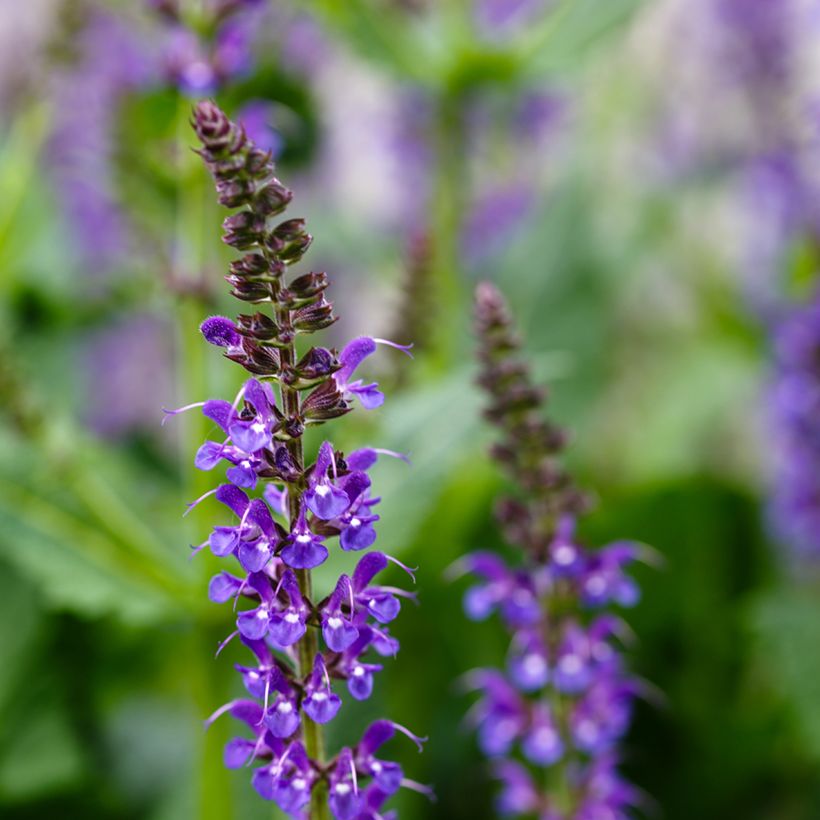 Salvia nemorosa Mainacht - Sauge des bois bleu violet (Flowering)