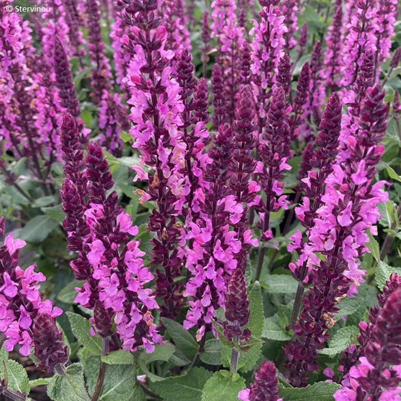 Salvia nemorosa Midnight Rose - Sauge des bois (Flowering)