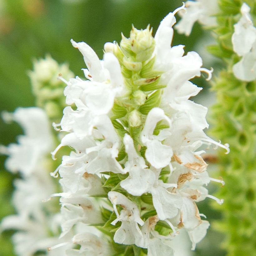 Salvia nemorosa Salute White - Sauge des bois (Flowering)