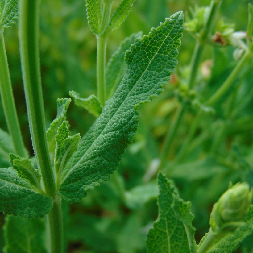 Salvia nemorosa Schneehügel - Sauge des bois (Foliage)