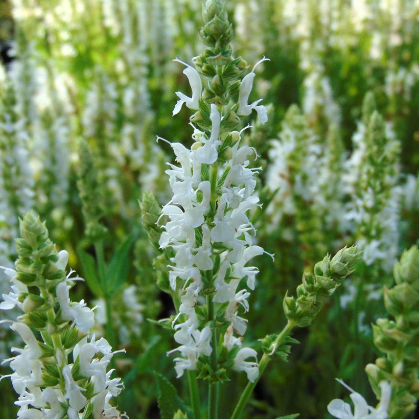 Salvia nemorosa Schneehügel - Sauge des bois (Flowering)