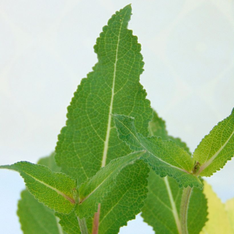 Salvia nemorosa Serenade - Sauge des bois (Foliage)