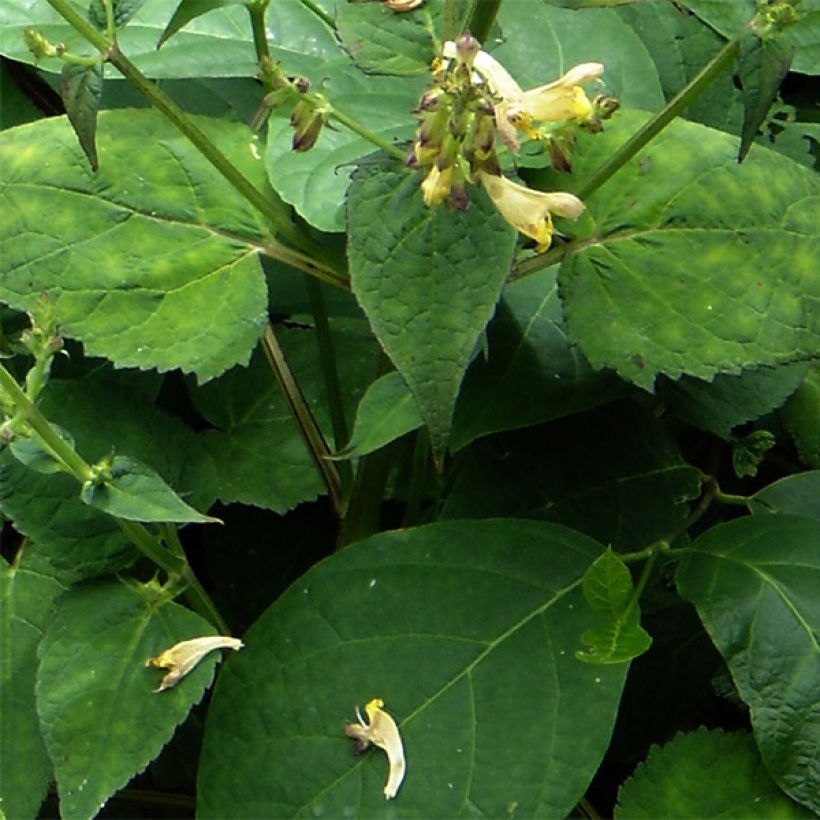 Sauge du Mont Emei - Salvia omeiana (Foliage)