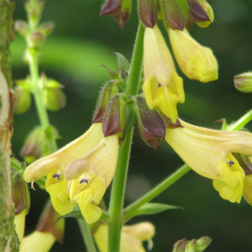 Sauge du Mont Emei - Salvia omeiana (Flowering)