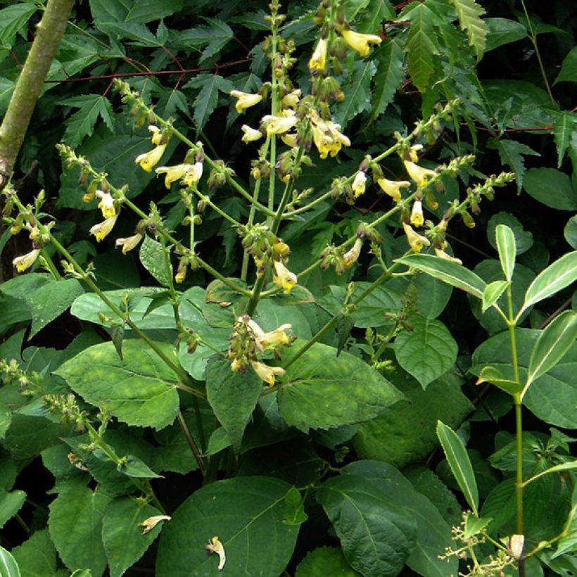 Sauge du Mont Emei - Salvia omeiana (Plant habit)