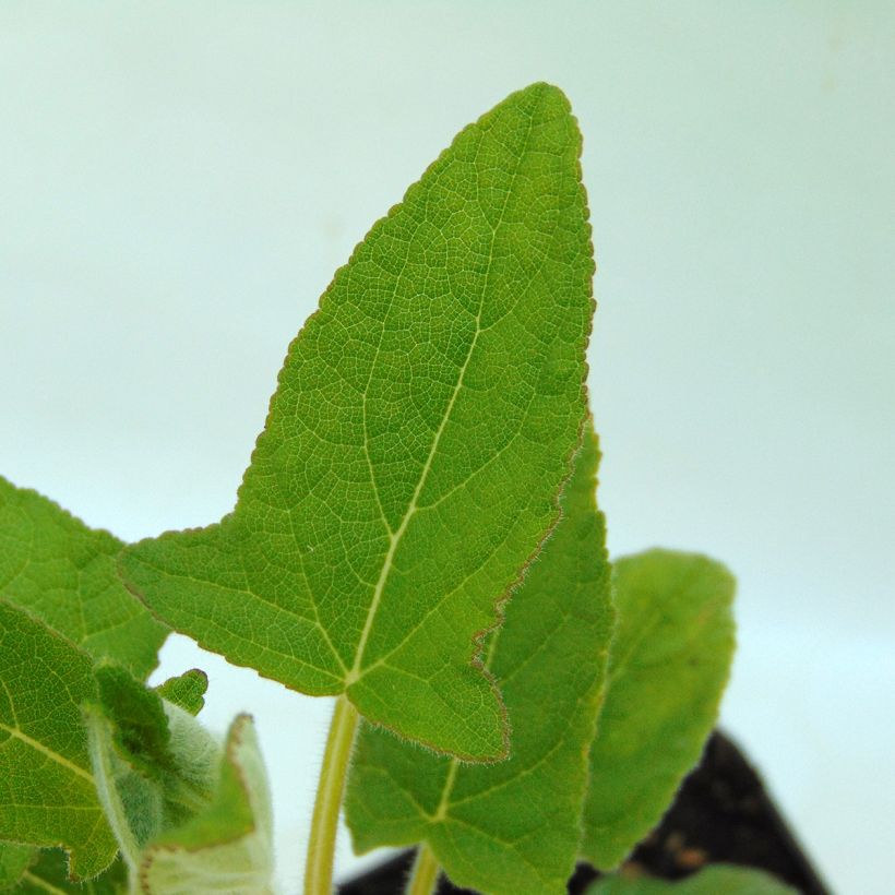 Salvia patens White Trophy - Sauge gentiane blanche (Foliage)