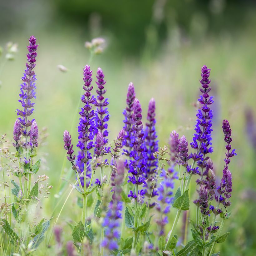 Salvia pratensis Lyrical Blues - Sauge des près (Plant habit)