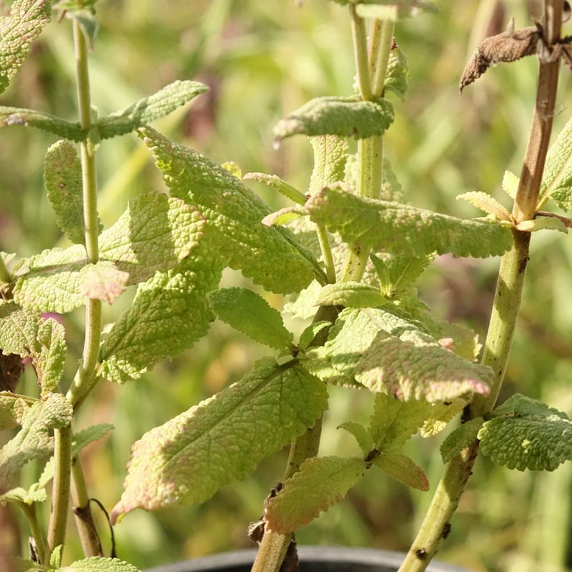 Salvia pratensis Lyrical Blues - Sauge des près (Foliage)