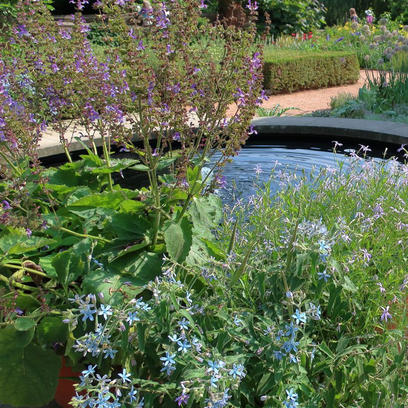 Salvia pratensis Sky Dance - Sauge des près (Plant habit)