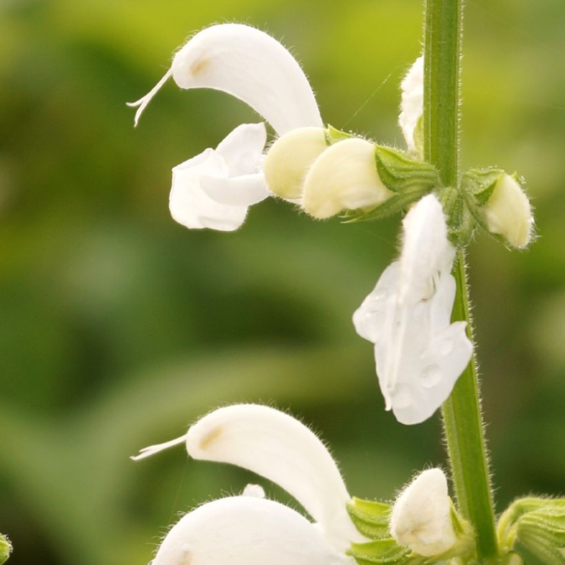 Salvia pratensis Swan Lake - Sauge des près (Flowering)