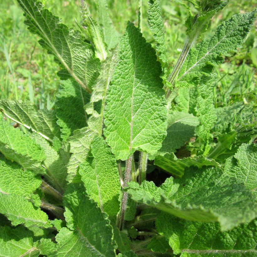 Salvia pratensis Sweet Esmeralda - Sauge des près (Foliage)