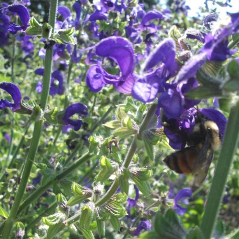 Salvia pratensis Twilight Serenade - Sauge des près (Flowering)