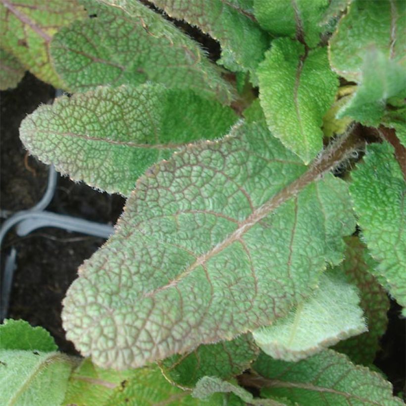Salvia pratensis Eveline - Sauge des près (Foliage)